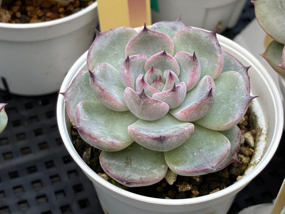 おらいさん苗12個セット＋そわそわチビ１個　ミックスベリア13個　多肉植物