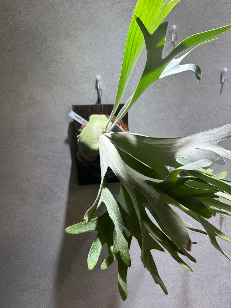 ビカクシダ セルソタツタ　親株サイズ