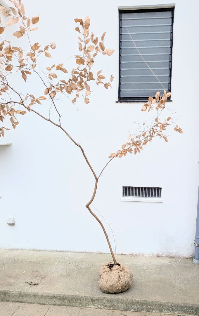 特大サイズ。山採りヤマコウバシ。