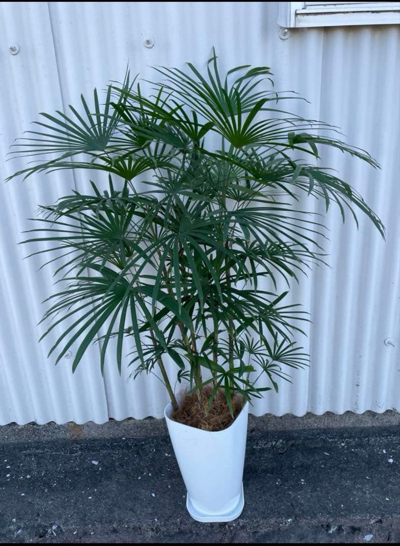 雲南シュロ竹　7号サイズ　受け皿付き