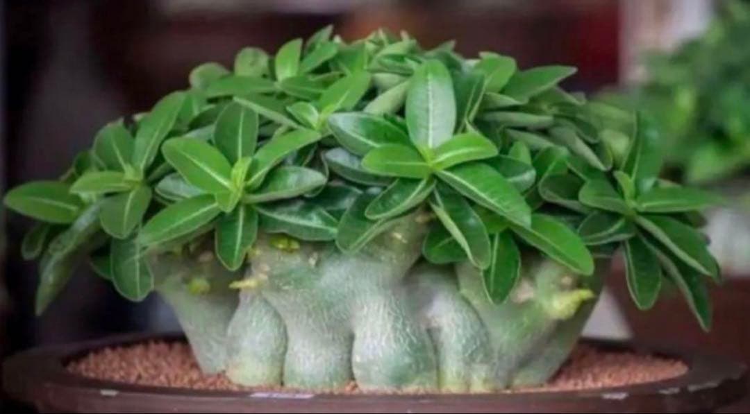 【激レア/ドワーフ/超極太/塊根】アデニウム アラビカムV2ハック鉢植え F-1