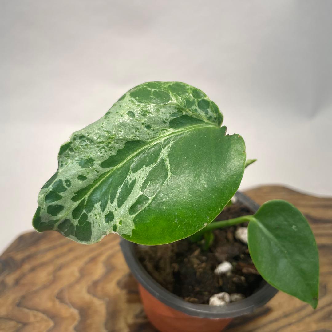 M*z様 a32 品種保証！Bulbasaurモンステラ バルバソー フシギダネ