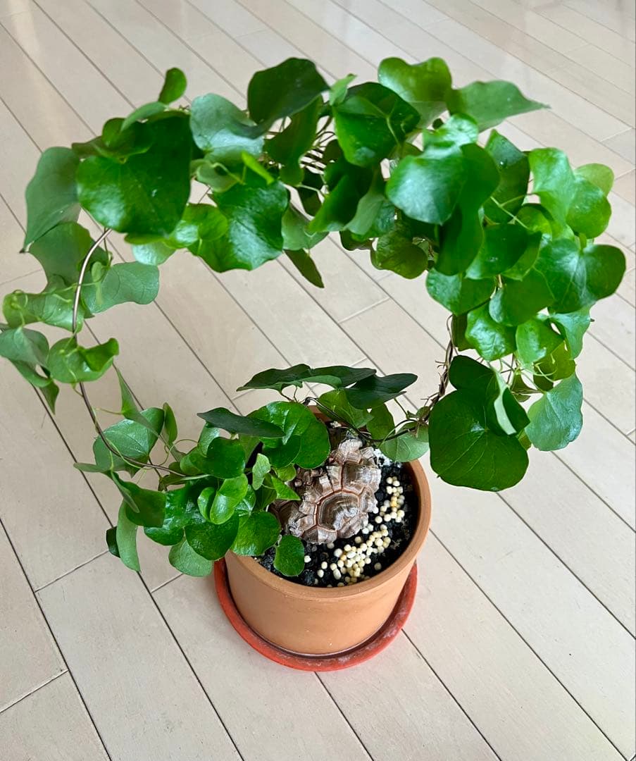 亀甲竜　① アフリカ　ディオスコレア　エレファンティペス　良株　※sale中