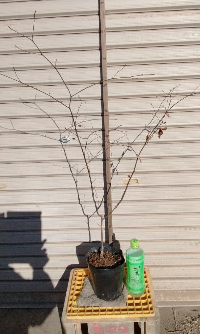 90cm 　山採り　山野草　苗木　苗　クロモジ　薬効　ハーブ　癒やしの香り