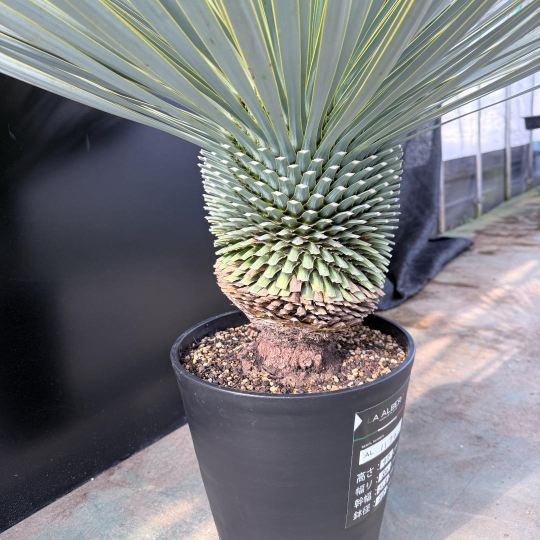 【AL1176】ユッカ　ロストラータ　超美形　極太　シルバーブルー　葉数多