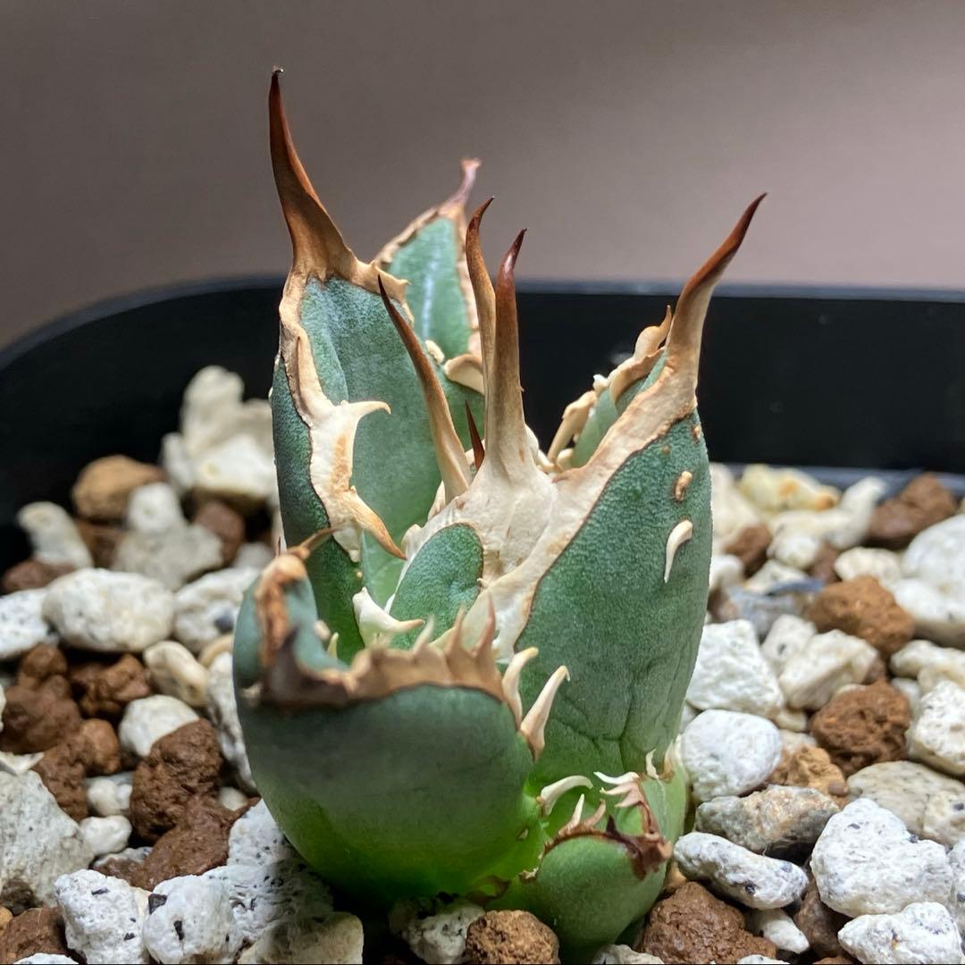 選抜【REZA産】イラン株　特選　太棘　アガベ　チタノタ　NOVA ノヴァ