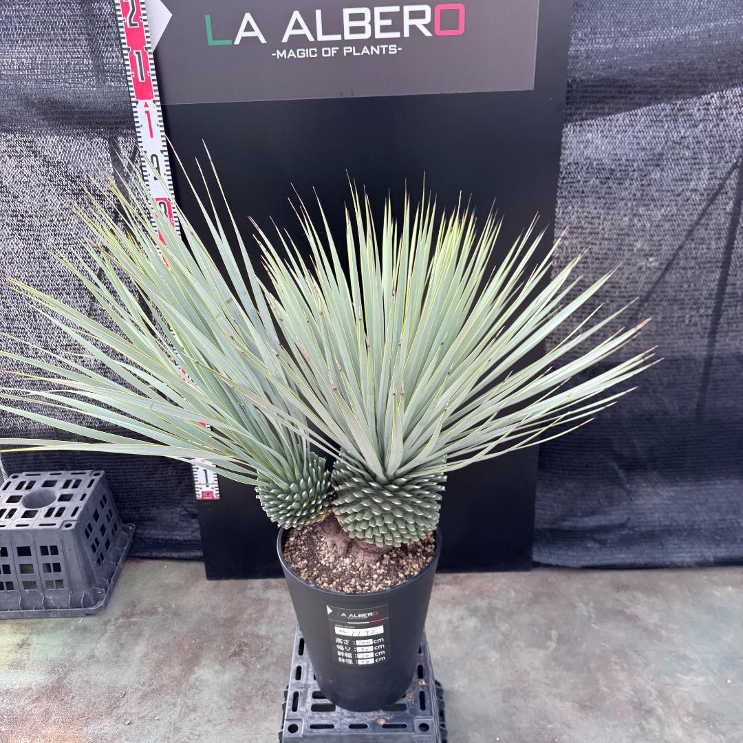 【AL1192】ユッカ　ロストラータ　ダブルベッド