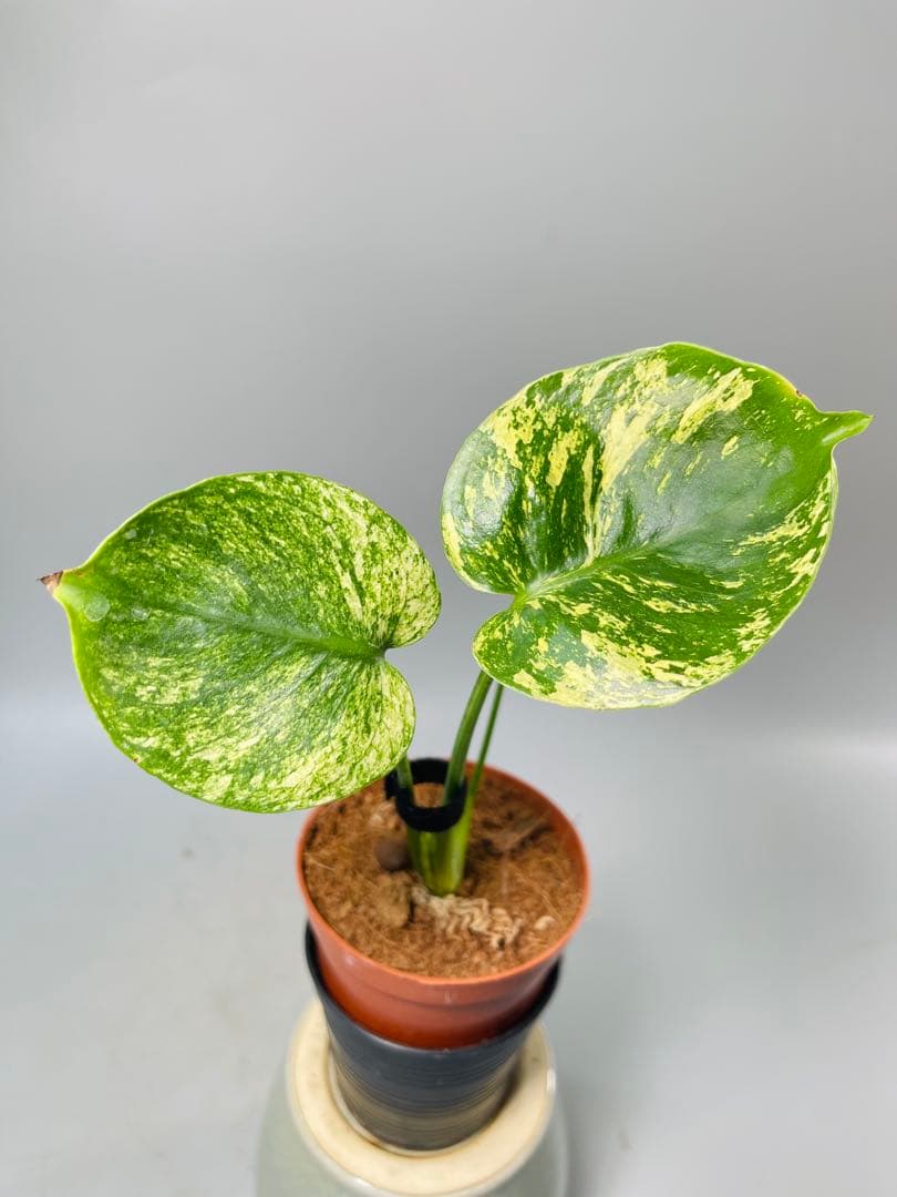 モンステラ　ミント　サイアム 斑入り　Monstera Mint Siam