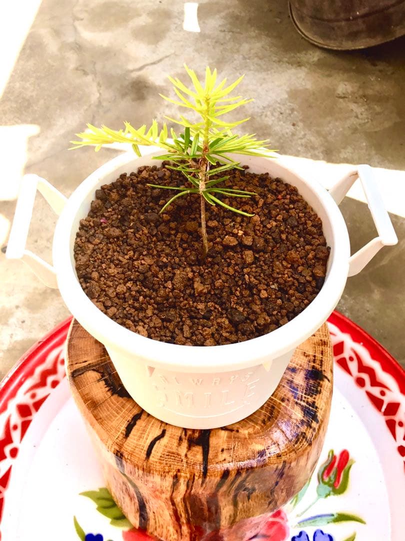 完売【可愛い野生のもみの木さん/クリスマスツリー】樅の木/モミの木/今年2年生