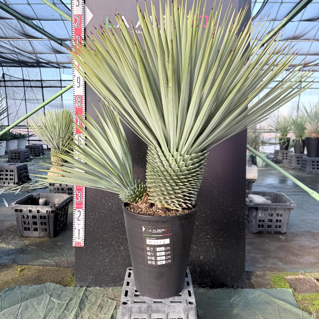 【AL1116】ユッカ　ロストラータ　希少ダブルヘッド