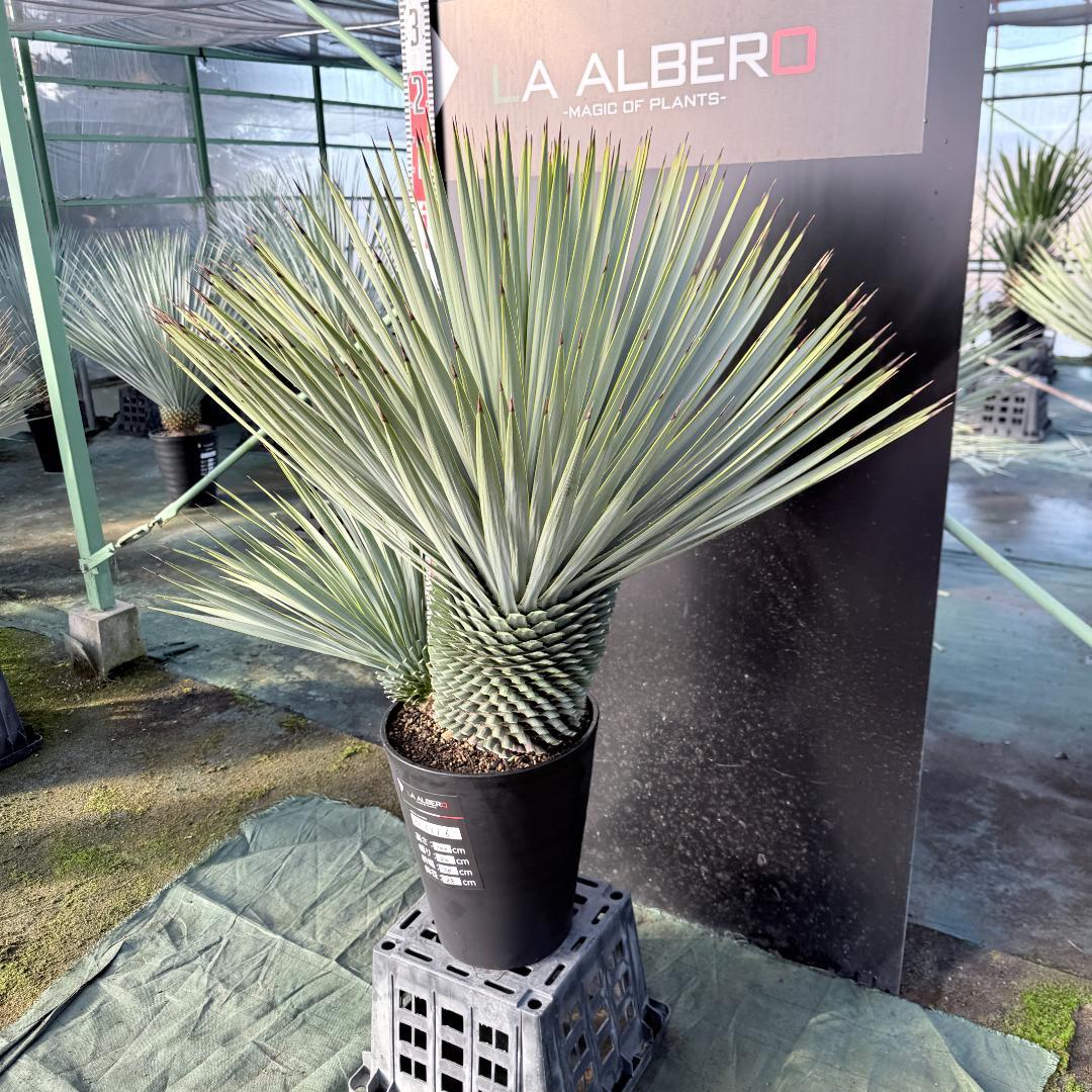 【AL1116】ユッカ　ロストラータ　希少ダブルヘッド