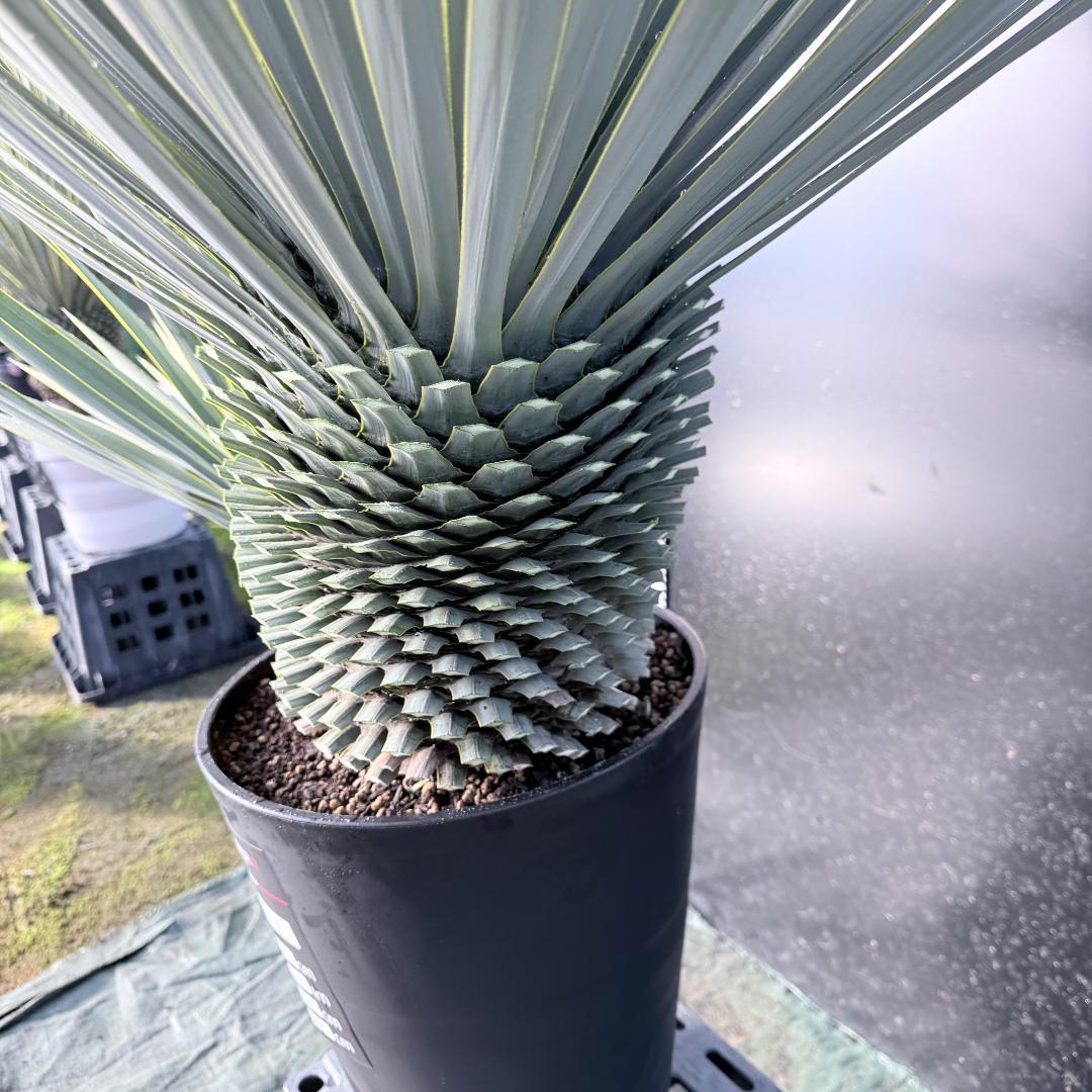 【AL1116】ユッカ　ロストラータ　希少ダブルヘッド