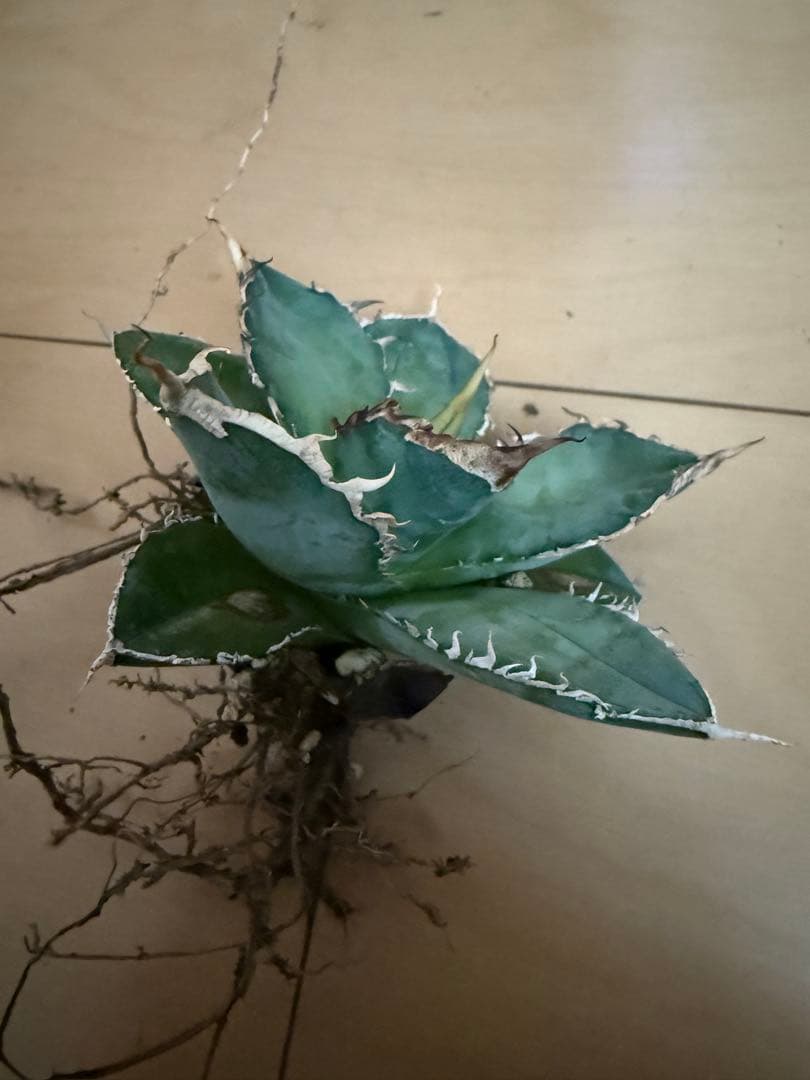 アガベチタノタ