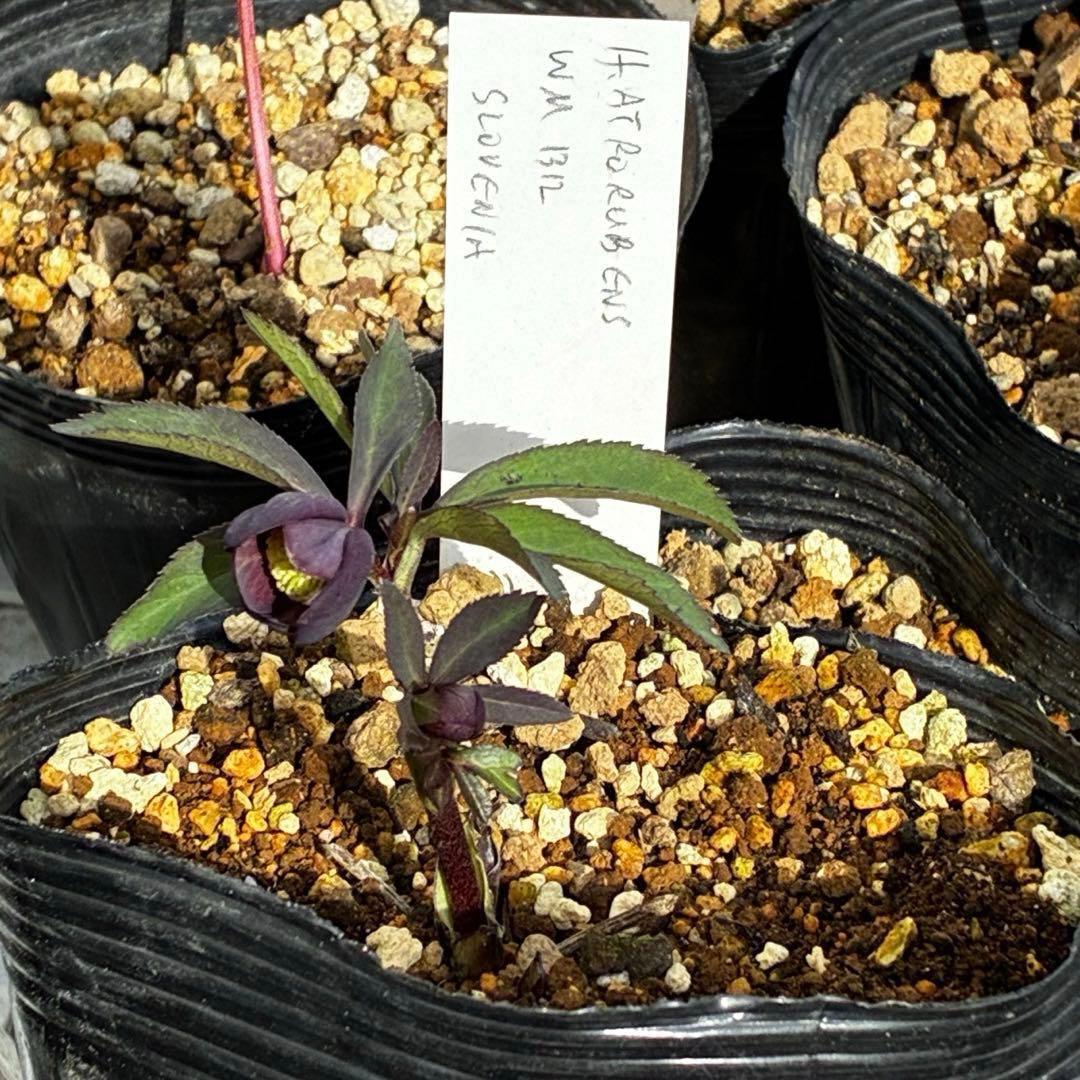 み*ん様 3474☘️花タグ付☘️新芽いっぱい☘️atrorubens⭐️原生地