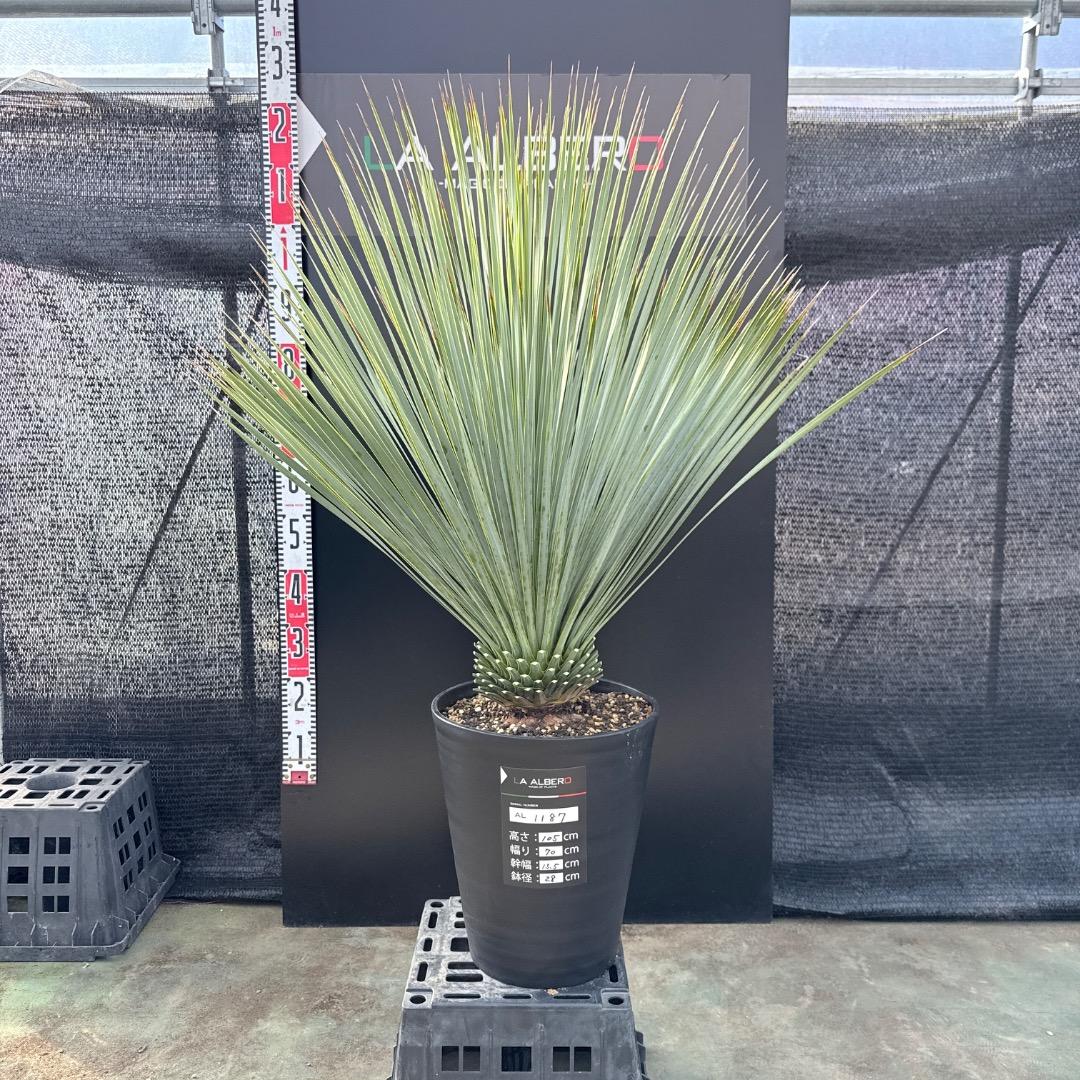 【AL1187】ユッカ　ロストラータ　ランチョブルー