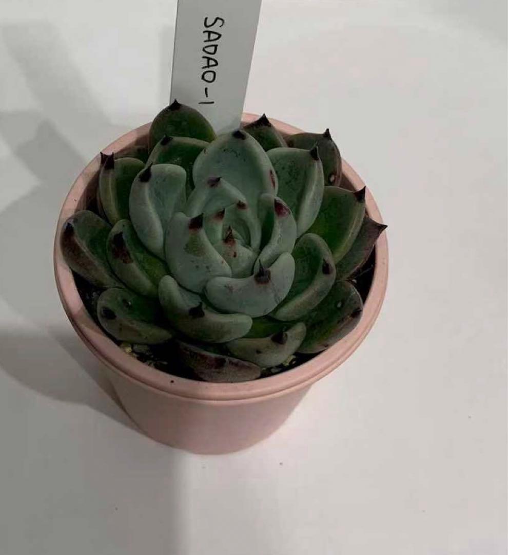 SADAO-1 札つき　鉢ごと　蕾あり