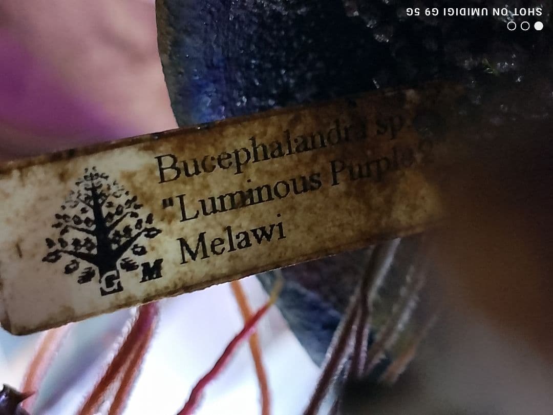 ブセファランドラ ルミナス パープル2 メラウィ Bucephalandra