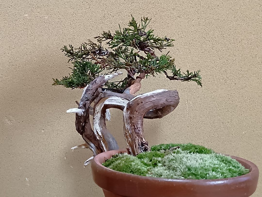 糸魚川真柏‼️値下げ‼️