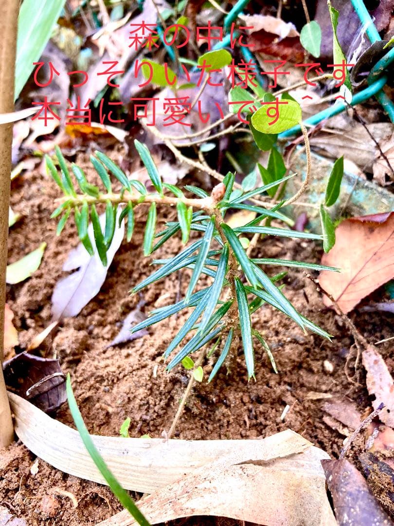 完売　　【野生の可愛い樅の木さん】生まれたて1年生と2年生/クリスマスツリー