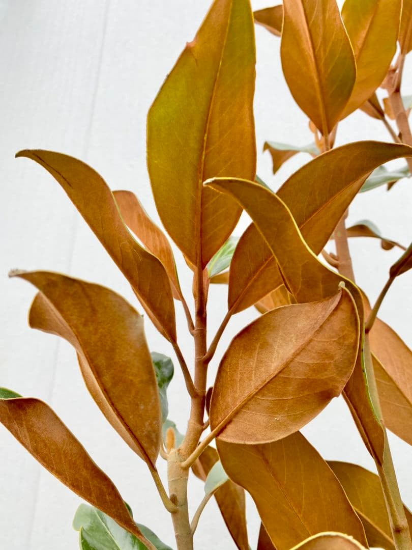 タイサンボク　ケイパレス/903