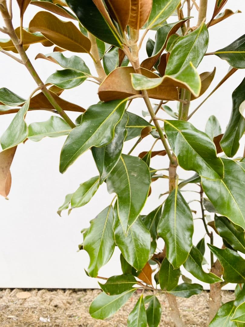 タイサンボク　ケイパレス/903