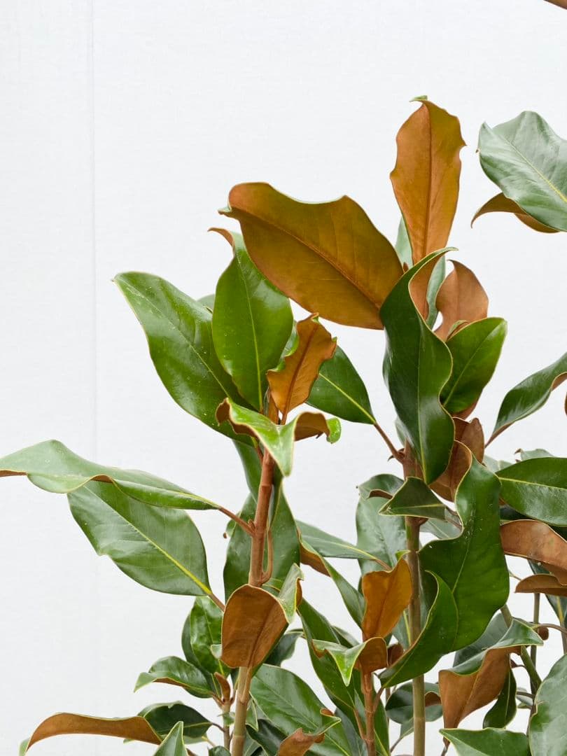 タイサンボク　ケイパレス/903