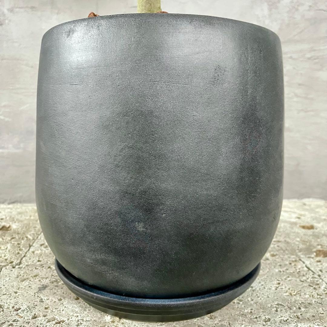 はなはな　最高級樹形　幹極太　Souju オリーブ　【ピクアル】 10号