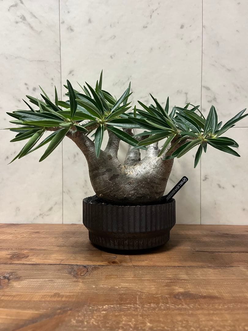 パキポディウム グラキリス 美株