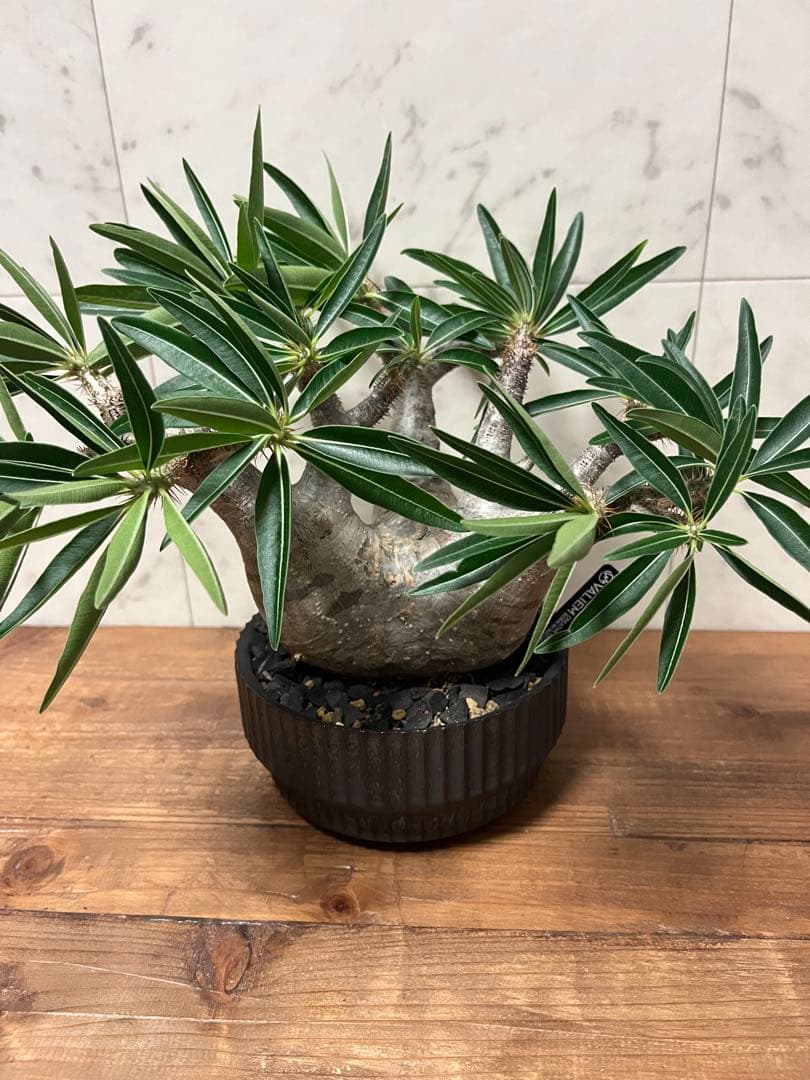 パキポディウム グラキリス 美株