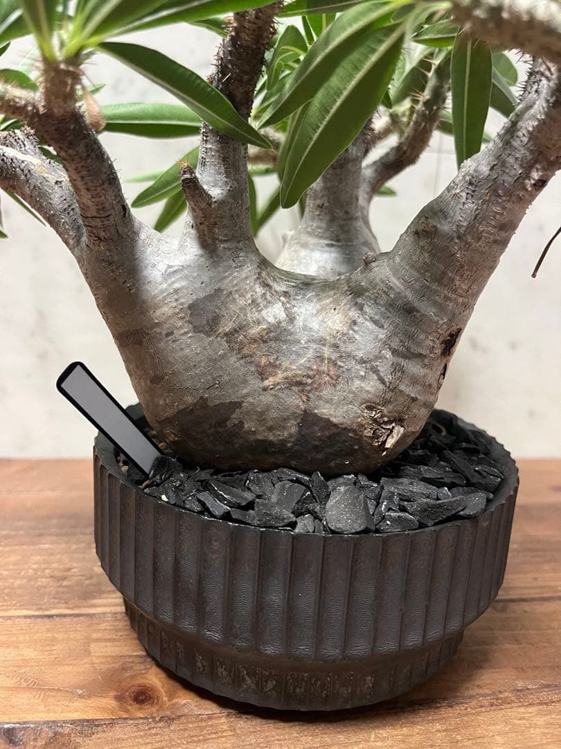 パキポディウム グラキリス 美株