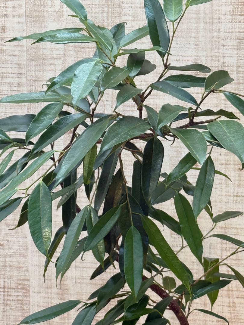 ☆フィカス アムステルダムキング♪ 曲がり仕立て 108cm♪