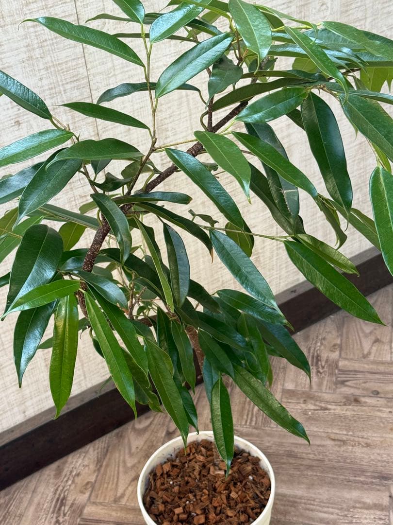 ☆フィカス アムステルダムキング♪ 曲がり仕立て 108cm♪