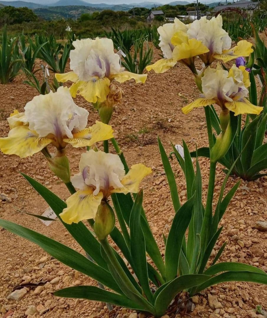 ジャーマンアイリスの花　20品種✕1苗　合計20苗　オマケ苗あり