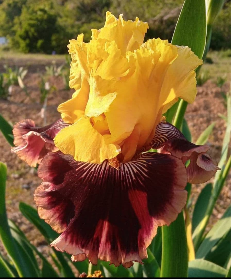 ジャーマンアイリスの花　20品種✕1苗　合計20苗　オマケ苗あり