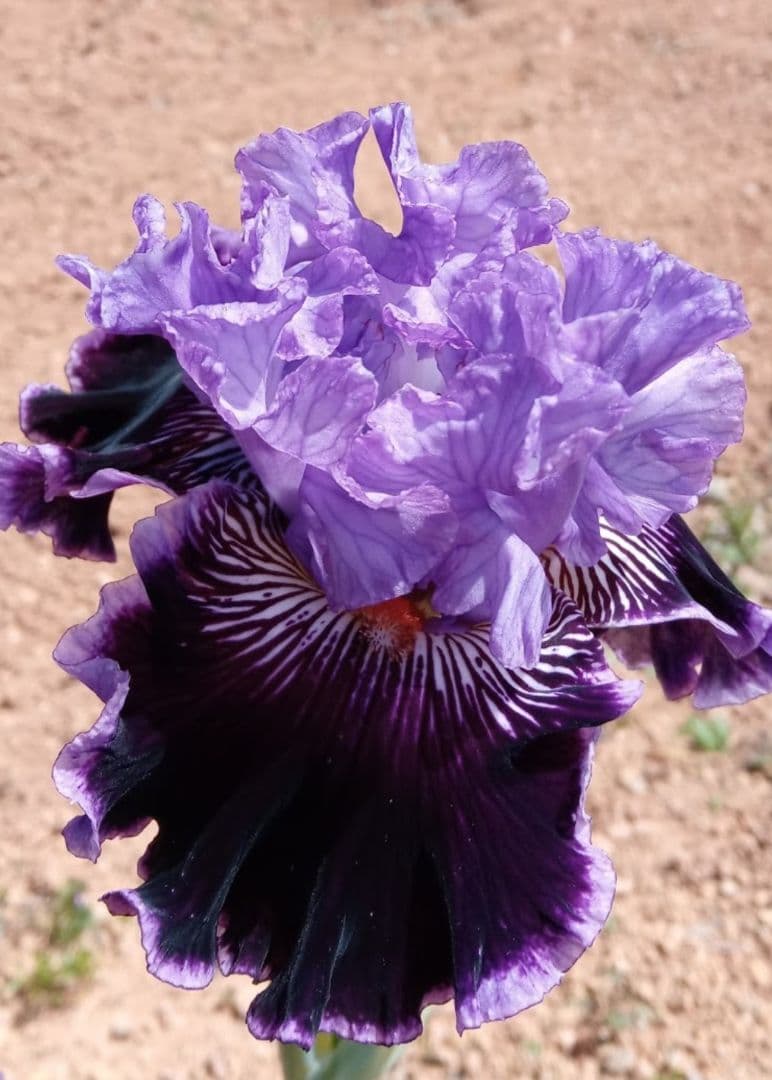 ジャーマンアイリスの花　20品種✕1苗　合計20苗　オマケ苗あり