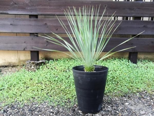 現物「ユッカ・ロストラータ」10号　Yucca rostrata