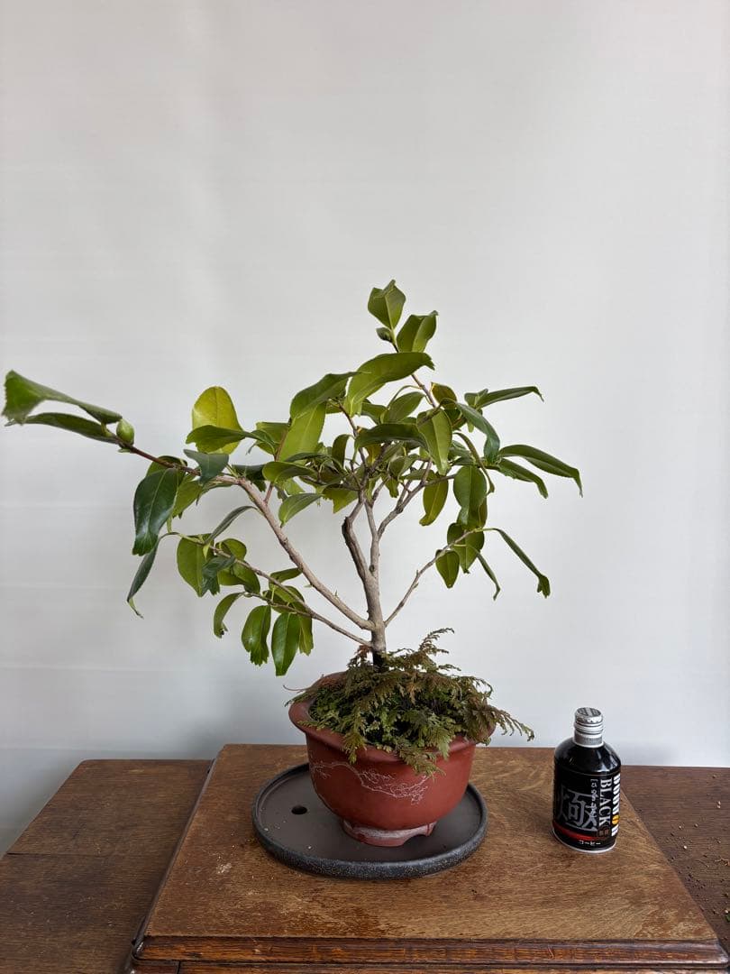 金魚椿　白花　盆栽　花芽付き