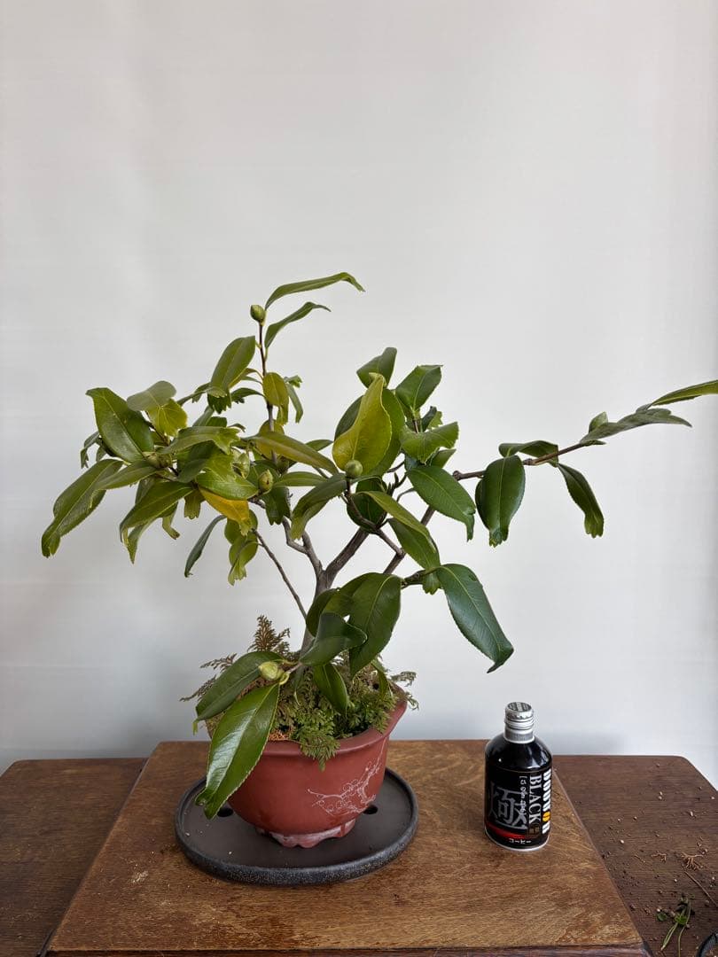 金魚椿　白花　盆栽　花芽付き