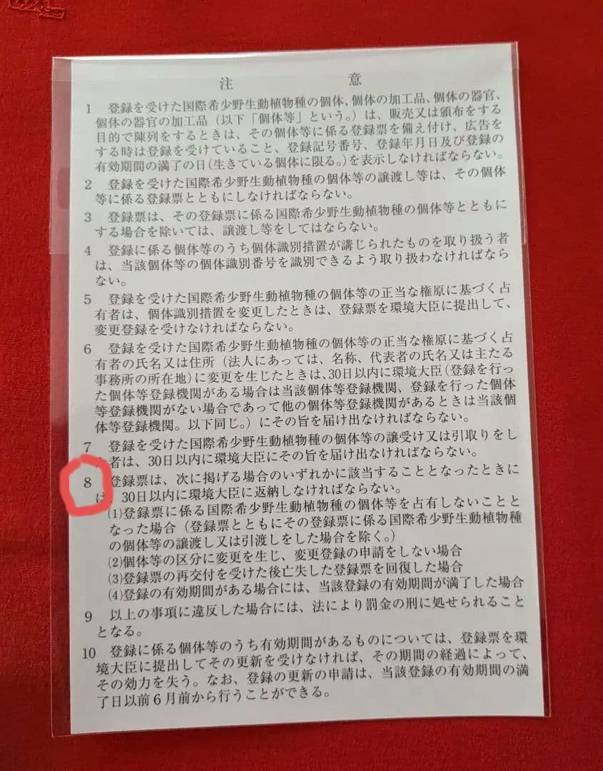 亀剥製（タイマイ) 置物　登録証付き【価格交渉承ります】