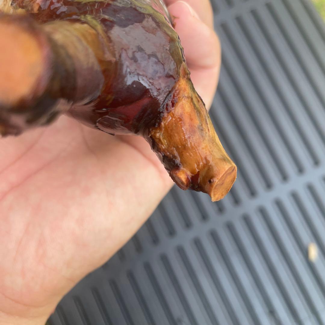 5 コミフォラ　カタフ　ピュア　発根済