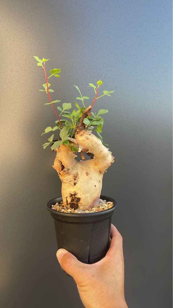 5 コミフォラ　カタフ　ピュア　発根済