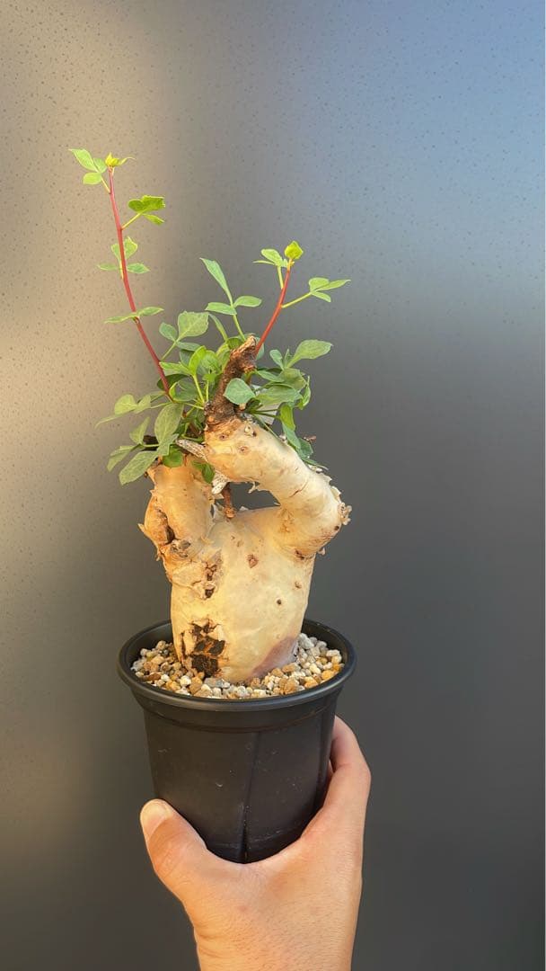 5 コミフォラ　カタフ　ピュア　発根済