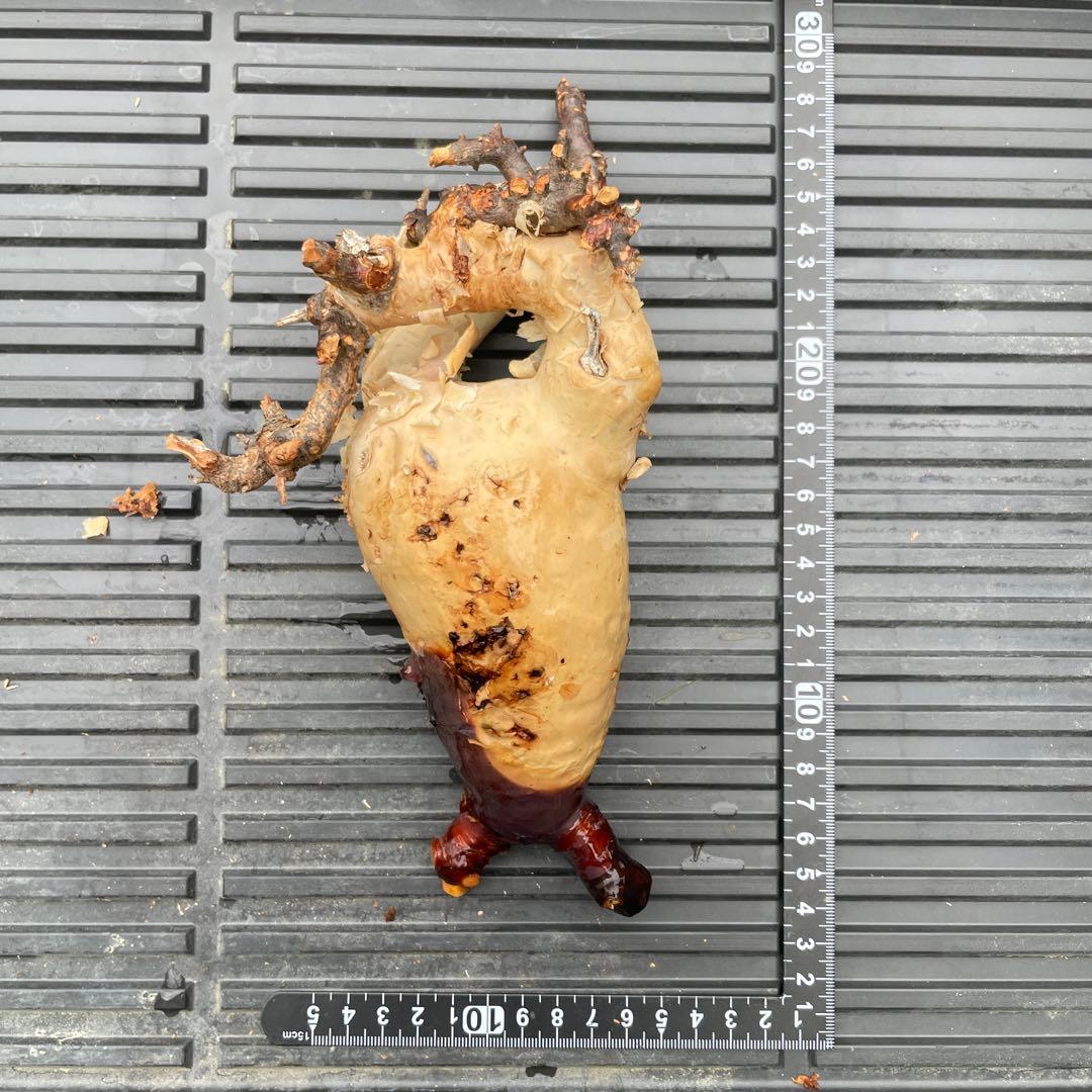 5 コミフォラ　カタフ　ピュア　発根済