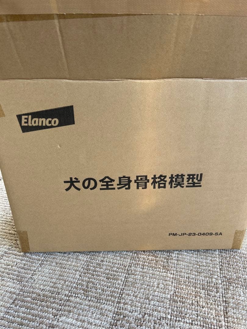 【未使用】　Elanco 犬の全身骨格模型【最終値下げ】
