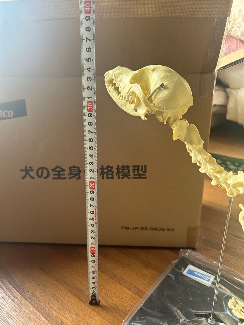 【未使用】　Elanco 犬の全身骨格模型【最終値下げ】