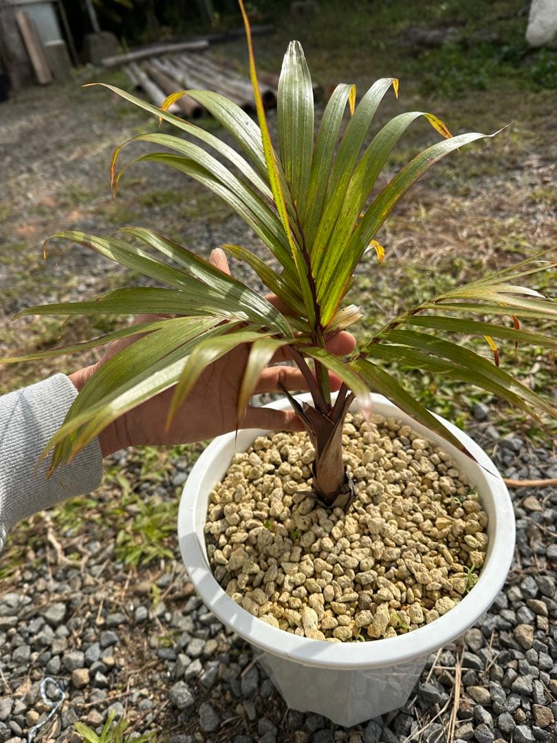 観葉植物セット　13点