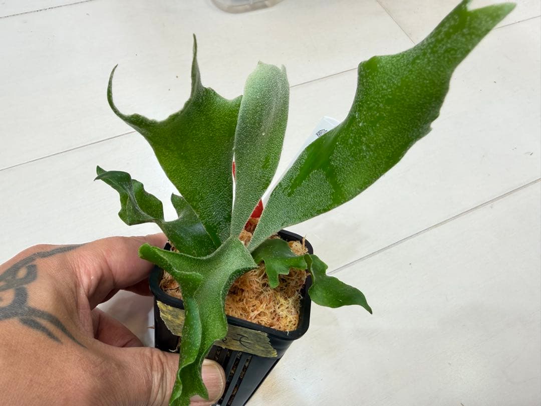 選抜 ロチャモ FSQ DeLaRocha × gizmo ミックスspore