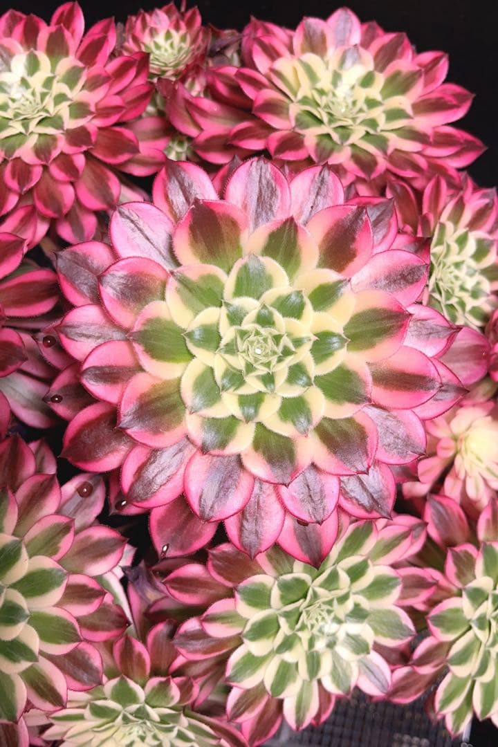 16#多肉植物アエオニウム錦❤️天合❤️12頭31cm拔き苗