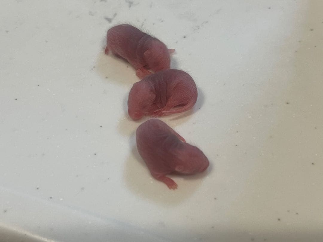 ヤワゲネズミ　ピンク　200匹（オマケ10匹付き）