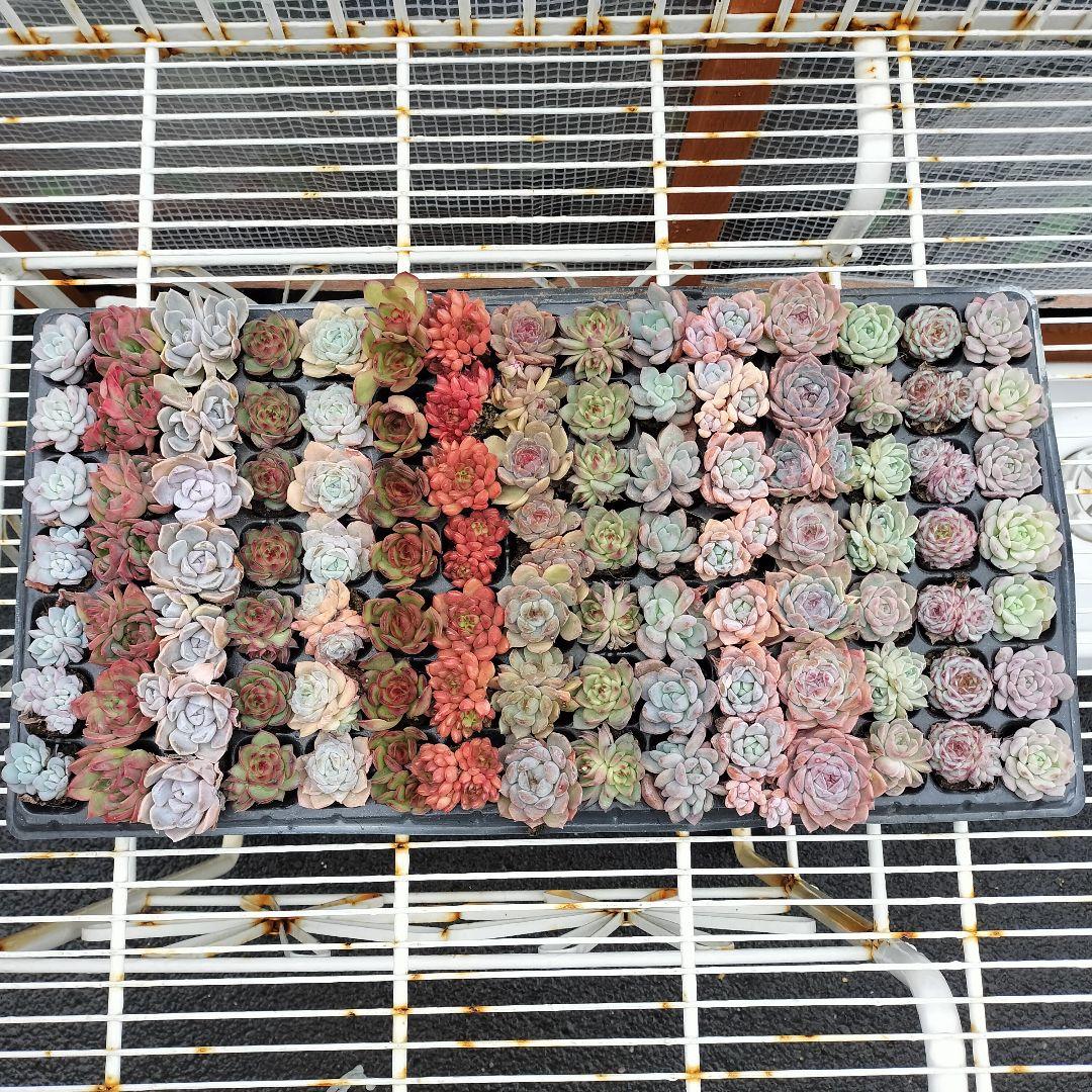 セル苗105個セット✨多肉植物　エケベリア　詰め合わせ　寄せ植えに!!